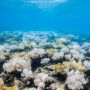 Assessing coral bleaching near Suva