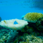 Coral bleaching in the Aitutaki Lagoon 2016/2017
